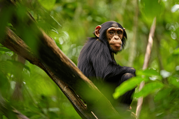 Chimpanzé commun – Zoo Saint-Martin-la-Plaine