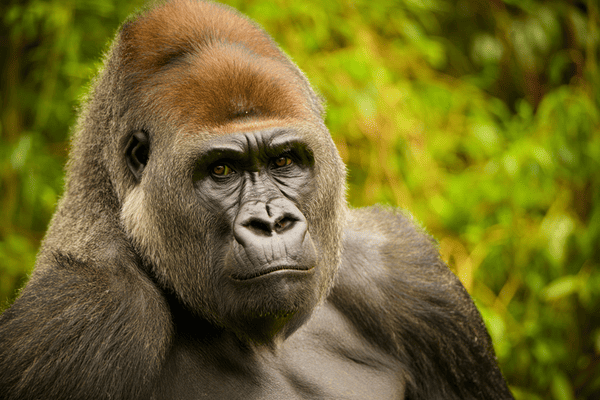 Gorille des plaines de l'Ouest – Zoo Saint-Martin-la-Plaine