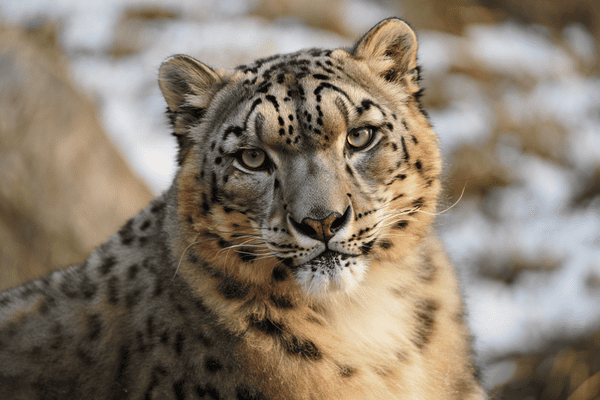 Panthère des neiges – Zoo Saint-Martin-la-Plaine