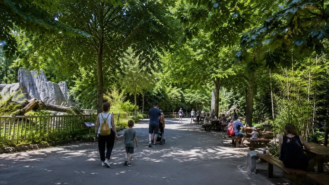 Allée ombragée pour organiser son parcours dans le zoo