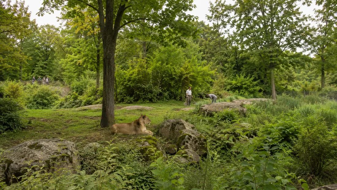 Parc zoologique arboré et espaces naturels du Zoo de Saint-Martin-la-Plaine