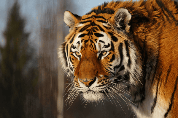 Tigre de Sibérie – Zoo Saint-Martin-la-Plaine